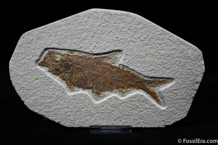 Inch Mouth Open Knightia Fossil Fish #798